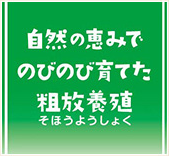 エビ養殖業改善