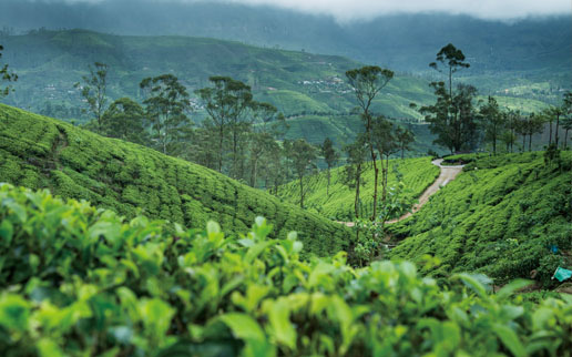 フェアトレード生産農園限定セイロン紅茶